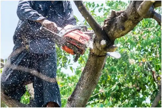 tree services Alum Creek